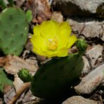 prickly pear cactus
